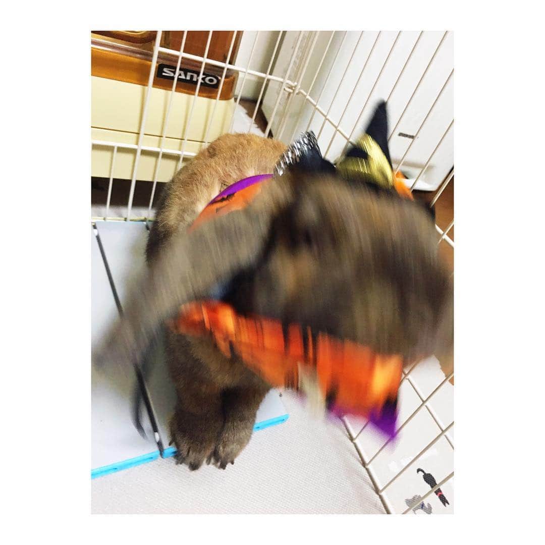 大島優子さんのインスタグラム写真 - (大島優子Instagram)「着させたら数秒で うさぎからおおかみに。。。 嫌なのね、嫌なのね  豹変するハロウィンうさぎ」10月30日 20時23分 - yuk00shima