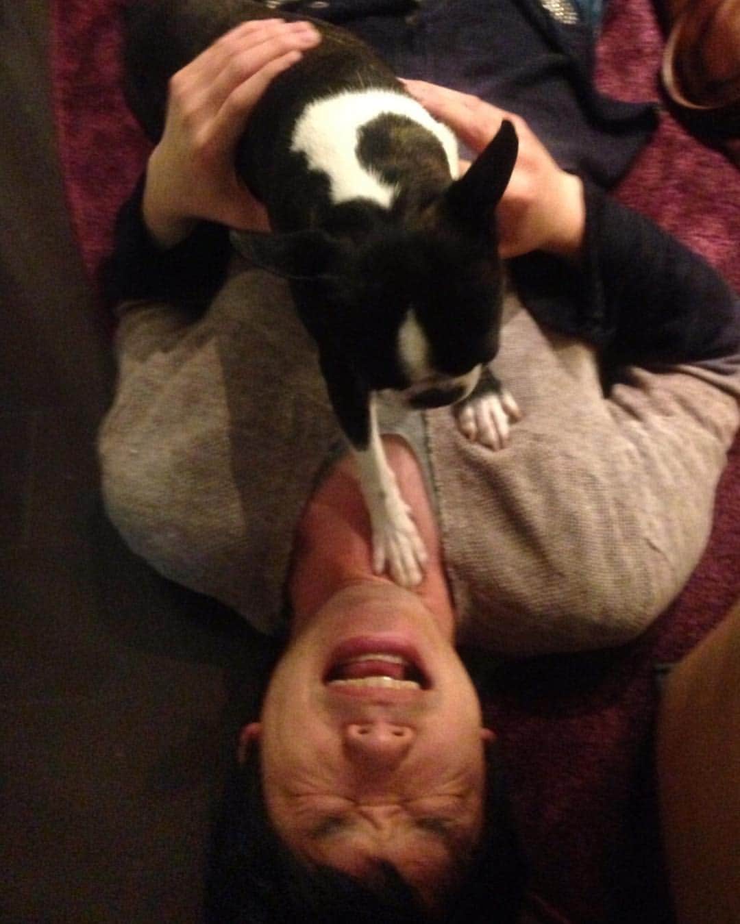 川島明のインスタグラム：「屁をこいだ事をしつこくいじってたら、急にのしかかってきた。 犬でもやっぱりキレるんだな。 それにしても一撃目で喉を狙うとはかなり戦い慣れしている。」
