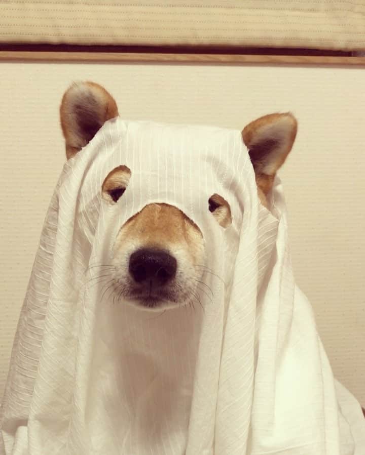 のインスタグラム：「My Halloween was finally finished. 👻オバケもうやだ！ #weeklyfluff #ilovemydog #shiba #shibainu #柴犬 #ふわもこ部」