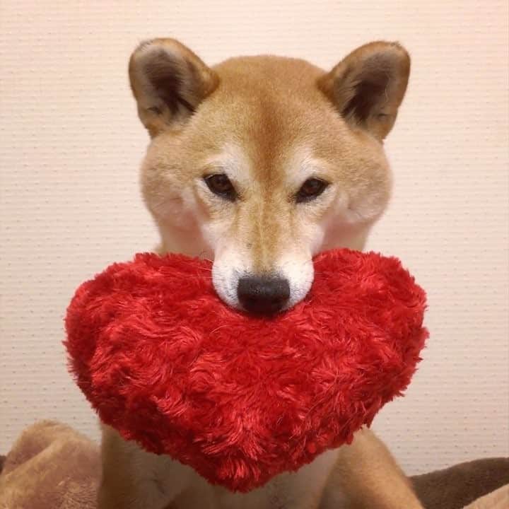 のインスタグラム：「ブログにフォトブックのボツった写真あげたん！見てね！ #柴犬は躾が入らない犬ではありません #ママのマテは絶対です #ヨシ言われる前にハートをペッ #ママのマテは絶対です #違うみたいです #weeklyfluff #ilovemydog #shiba #shibainu #柴犬 #ふわもこ部」