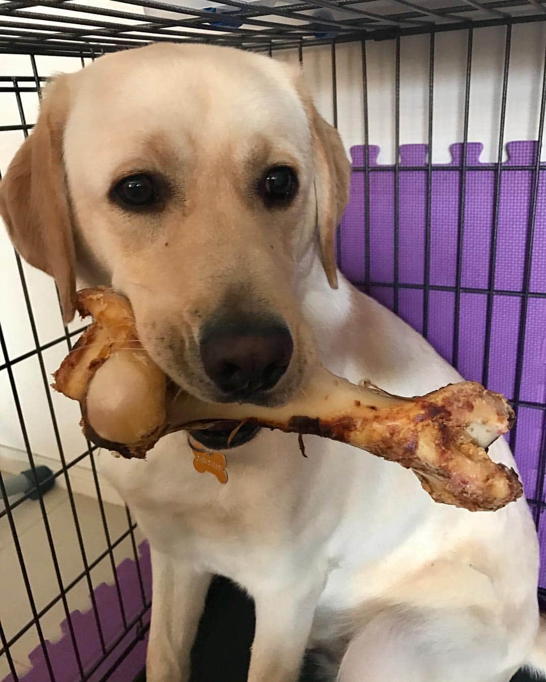 Rocky the Labのインスタグラム：「When your humans come home with your favourite treat!!! 😍  #EnglishLabrador #LabradorRetriever #labrador #labradorable #labradorlife #labradorlover #labradorpuppy #itsalabthing #ilovemylab #justlabradors #TalesOfALab #yellowlaboftheday #yellowlabrador #yellowlab #worldofmylab #worldoflabs #dogsofinstagram #petstagram #labradorsofinstagram #hungryforattention #dogsofinstagram #TopDogPhoto #labradoroftheday #spoilt #favouritetreat #lovesbones」