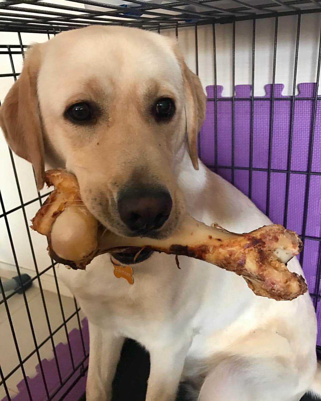 Rocky the Labのインスタグラム
