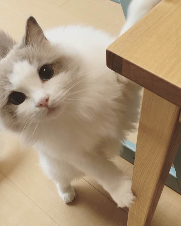ポテトのインスタグラム：「昨日の動画もアップします😂 踏ん張ってるあんよにご注目😆💘 #ragdoll #ragdollcat #ragdollsofinstagram #instaragdoll #instacat #instagramcats #catsofinstagram #catlove #adorable #aww #pet #cat #neko #ラグドール #猫 #ネコ #ねこ #ねこ部」