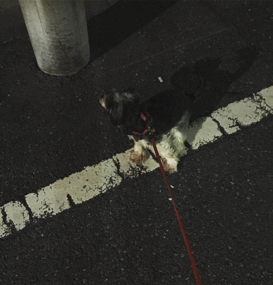 睦さんのインスタグラム写真 - (睦Instagram)「走るぞー。今日は相棒も一緒！  #愛犬 #チェキ #おれより足全然速い」11月3日 23時40分 - vsc_mutsumi