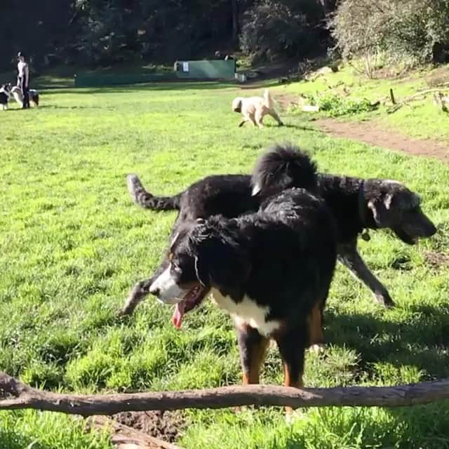 Mike Kriegerのインスタグラム：「Our dog sitter/walker @kzk9sf takes the best videos of @junopup when we're away」