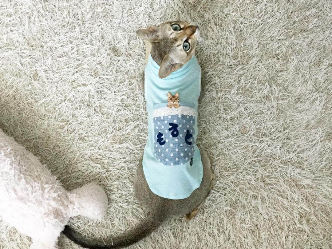 モルト♡Malt(Singapuracat)のインスタグラム：「この猫ちゃんワッペンも、何だかモルちゃん似😻💨 オーダーかな？ってくらい、シンガプーラなんだよー👀💕 * (パパのお母さんからのプレゼント💝) #シンガプーラ #猫 #ねこ#ネコ #neko #ねこ部 #ねこら部 #ふわもこ部 #ペコねこ部 #ピクネコ #みんねこ #にゃんすたぐらむ #にゃんだふるらいふ #ねこのいる生活 #猫の服 #モデル猫 #かわいい #ハンドメイド #リメイク #カシミヤ #coocoture #犬の服 #ワッペン #名前入り #誕生日プレゼント * #エクラにゃんスタ大賞 モルト/シンガプーラ/雄/2歳」
