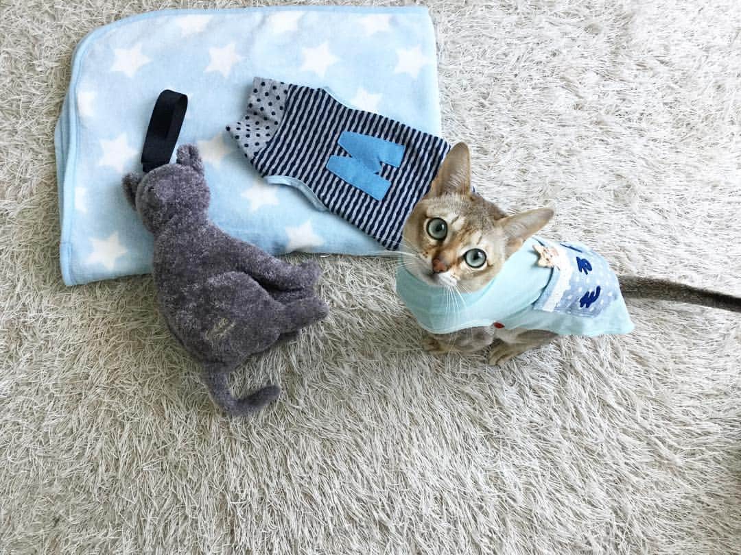 モルト♡Malt(Singapuracat)のインスタグラム：「おはよー この服2着は、パパのお母さんからのプレゼントだよ💙男の子らしくて似合ってるでしょー😻✨水色の方はカシミヤの優しい着心地🌿🕊 ボーダーの方は一からお母さんの手作りだよ😭💕 * お手紙でそれを知った時は大泣きしてしまったわ🙈💭 (水色の方にはポケットを付け足してくれたみたい🙏🏻) #シンガプーラ #猫 #ねこ#ネコ #neko #ねこ部 #ねこら部 #ふわもこ部 #ペコねこ部 #ピクネコ #みんねこ #にゃんすたぐらむ #にゃんだふるらいふ #ねこのいる生活 #モデル猫 #インテリア #猫の服 #ハンドメイド #リメイク #誕生日プレゼント #coocoture #犬服 #ペット用品 #ぬいぐるみ #ジェラピケ #ブランケット #西松屋 #ペットスナップ #necoto. * #エクラにゃんスタ大賞 モルト/シンガプーラ/雄/2歳」