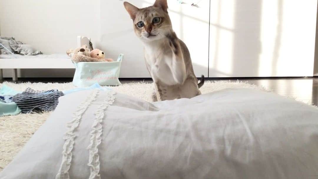 モルト♡Malt(Singapuracat)のインスタグラム：「普段はおっとりなモルちゃん。。 * ガサガサ音の鳴るシーツとかクッションの上で遊ぶと盛り上がるよね😹💕 * #シンガプーラ #猫 #ねこ#ネコ #neko #ねこ部 #ねこら部 #ふわもこ部 #ペコねこ部 #ピクネコ #みんねこ #にゃんすたぐらむ #にゃんだふるらいふ #ねこのいる生活 #猫の部屋 #猫とインテリア #インテリア #IKEAベッド #猫ベッド #pecotv * #エクラにゃんスタ大賞 モルト/シンガプーラ/雄/2歳」