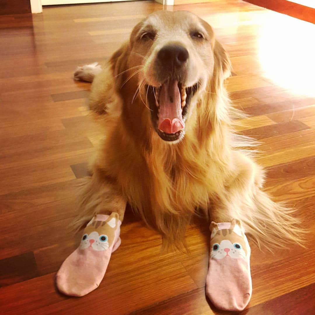のインスタグラム：「Bedtime #yawn #kittysocks」