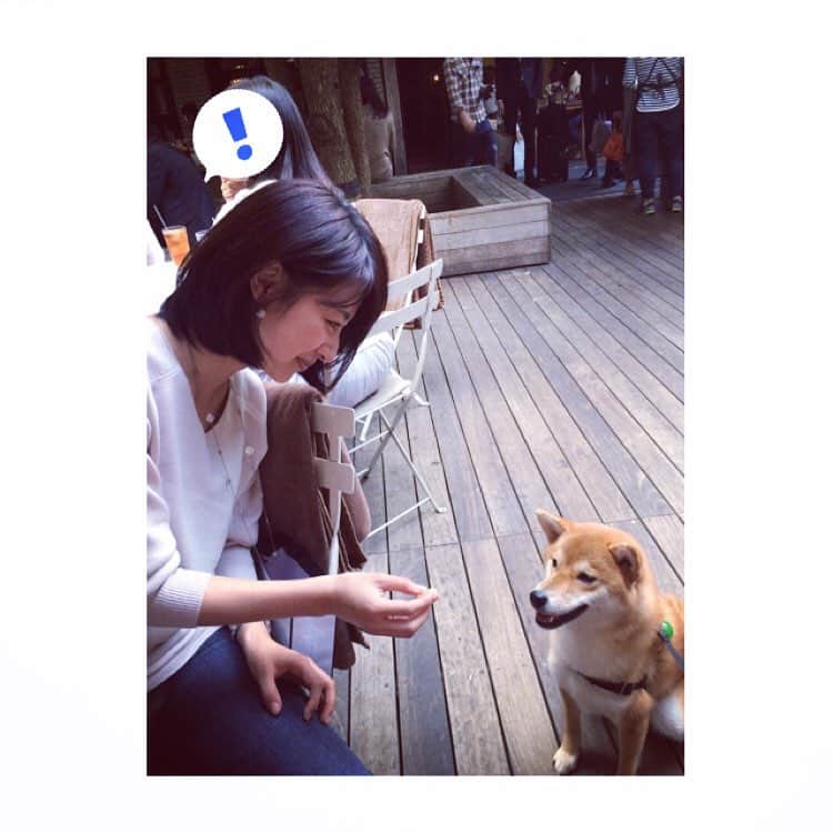 林美沙希さんのインスタグラム写真 - (林美沙希Instagram)「昨日の放送で、人間と同じようにペットの犬にも認知症のような症状が出るというニュースがあり、何だか切なくなりました。環境は整ってきていて長生きはするけれども、やっぱり歳はとるってことをしっかり考えなきゃいけないですね。写真は友人の犬です。食べ物と睨めっこ。今週もお疲れ様でした！ #テレ朝#Jチャンネル#林#柴犬」11月4日 20時41分 - misaki0hayashi