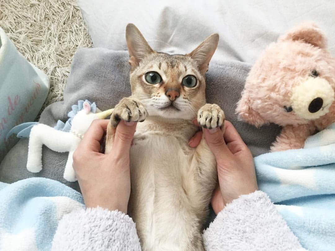 モルト♡Malt(Singapuracat)のインスタグラム：「お留守番中ずっと寝てた人👐🏻💕 * #シンガプーラ #猫 #ねこ#ネコ #neko #nekoclub #ねこ部 #ねこら部 #ふわもこ部 #ペコねこ部 #ピクネコ #みんねこ #にゃんすたぐらむ #にゃんだふるらいふ #ねこのいる生活 #猫の部屋 #猫とインテリア #ブランケット #フランフラン #西松屋 #ハンドメイド #猫のおもちゃ #猫用品 #ぬいぐるみ #dousin #日本製 #ペットスナップ #necoto. * #エクラにゃんスタ大賞 モルト/シンガプーラ/雄/2歳」