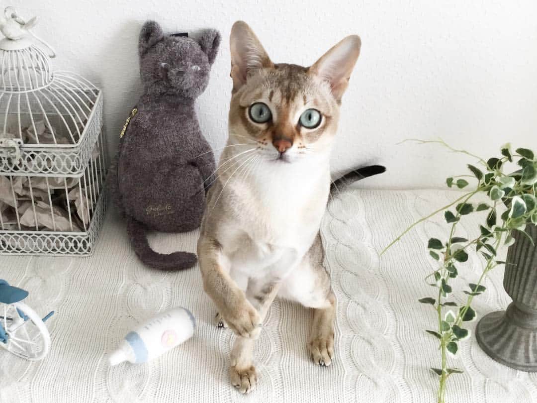 モルト♡Malt(Singapuracat)のインスタグラム：「後ろのグレ猫ちゃんがすごく見てるの…👀👐🏻 * #シンガプーラ #猫 #ねこ#ネコ #neko #nekoclub #ねこ部 #ねこら部 #ふわもこ部 #ペコねこ部 #ピクネコ #みんねこ #にゃんすたぐらむ #にゃんだふるらいふ #ねこのいる生活 #猫の部屋 #インテリア #猫とインテリア #雑貨 #バードケージ #ぬいぐるみ #ジェラピケ #猫のおもちゃ #ハンドメイド #ペットスナップ #necoto. * #エクラにゃんスタ大賞 モルト/シンガプーラ/雄/2歳」