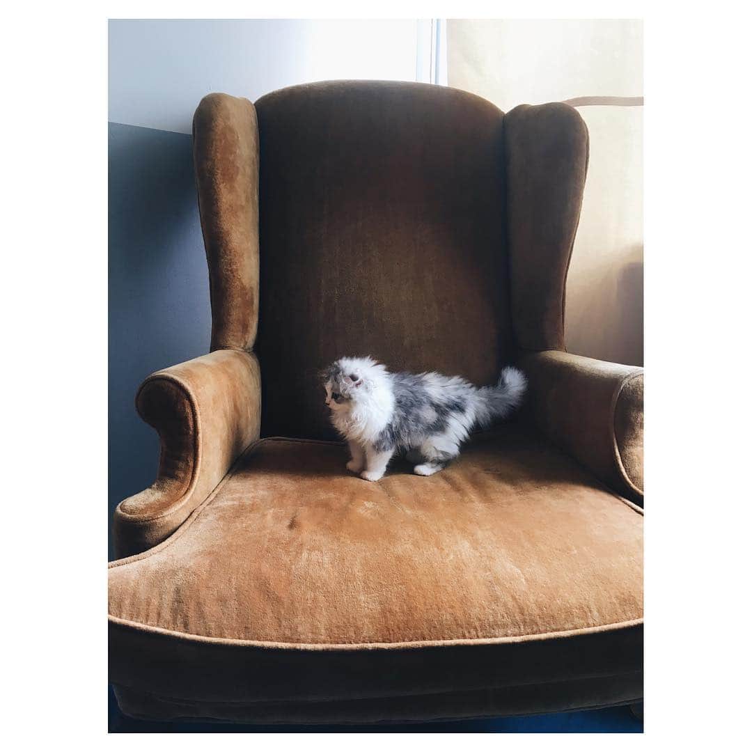 けむしちゃんのインスタグラム：「💙#ilovecats  #scottishfold #ねこすたぐらむ」