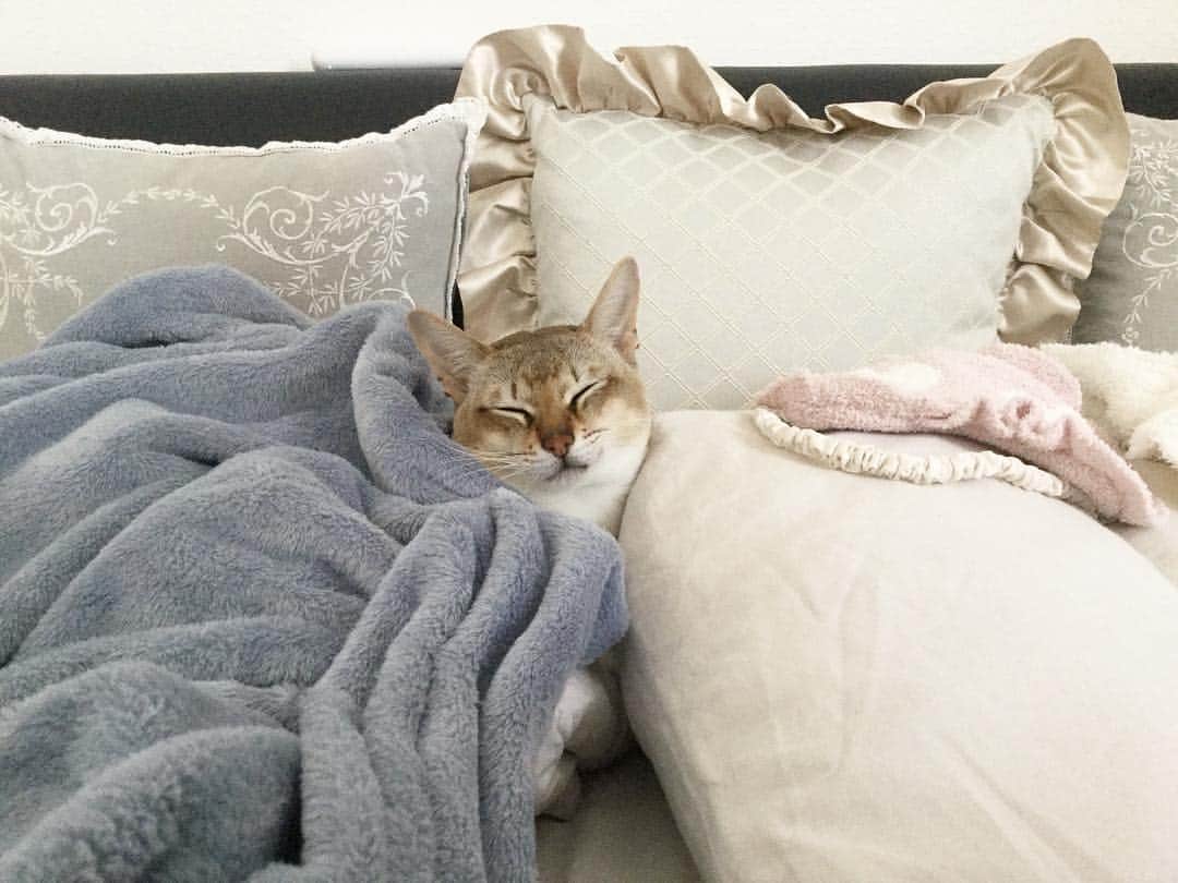 モルト♡Malt(Singapuracat)のインスタグラム：「モルちゃん…気持ちよく寝てるところ悪いけど…シーツ洗いたい🙋🏼💫笑 * #シンガプーラ #猫 #ねこ#ネコ #neko #ねこ部 #ねこら部 #ふわもこ部 #ペコねこ部 #ピクネコ #みんねこ #にゃんすたぐらむ #にゃんだふるらいふ #ねこのいる生活 #猫とインテリア #寝室 #ベッド #毛布 #フランフラン #枕 #ZARAHOME #クッション #ジェニファーテイラー #アイマスク #ジェラピケ #ペットスナップ #necoto. * #エクラにゃんスタ大賞 モルト/シンガプーラ/雄/2歳」