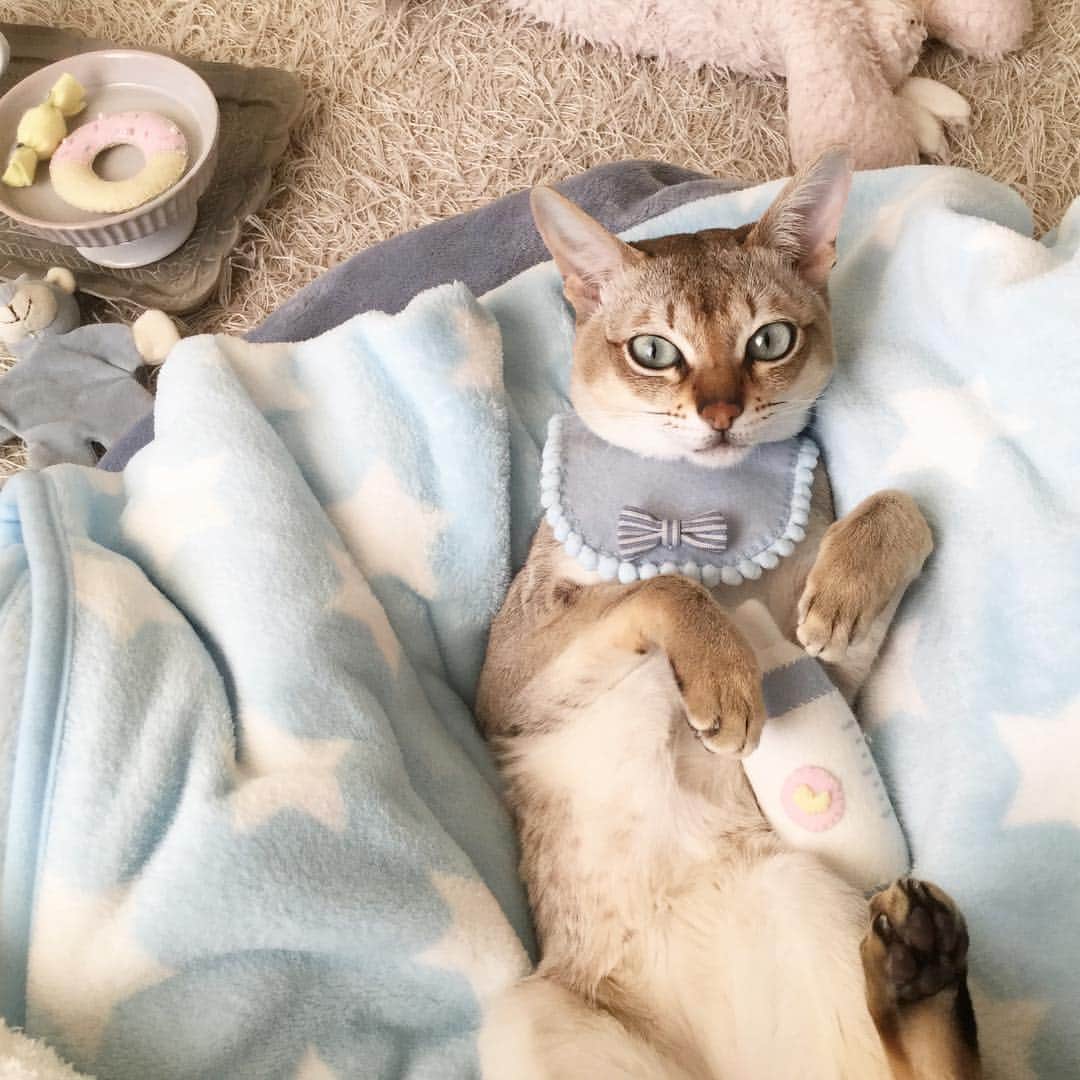 モルト♡Malt(Singapuracat)のインスタグラム：「What a cute!!!!!!😳💕 あぁ、ほんとカワイイ どうしよぉ〜〜‼️😫💘笑 * #シンガプーラ #猫 #ねこ#ネコ #neko #ねこ部 #ねこら部 #ふわもこ部 #ペコねこ部 #ピクネコ #みんねこ #nekoclub #にゃんすたぐらむ #にゃんだふるらいふ #ねこのいる生活 #猫の服 #猫とインテリア #ハンドメイド #ベビースタイ #ビブ #赤ちゃん #可愛い #親バカ #猫バカ #ペットスナップ #necoto. * #エクラにゃんスタ大賞 モルト/シンガプーラ/雄/2歳」