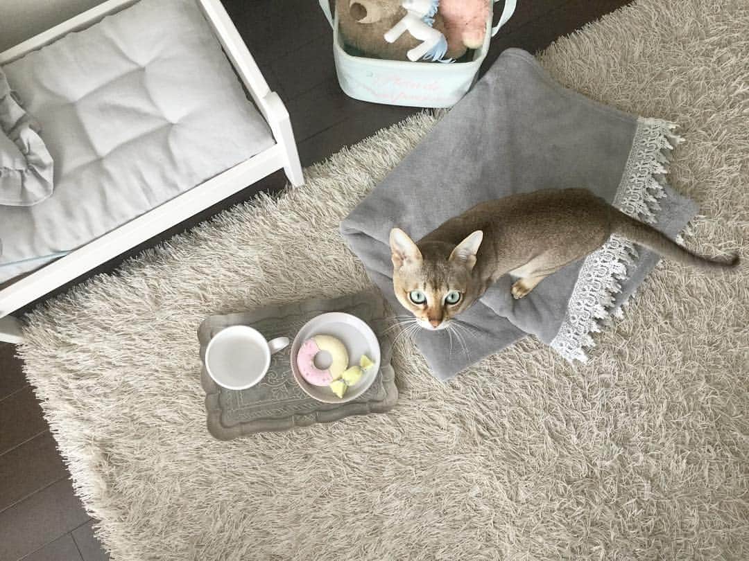モルト♡Malt(Singapuracat)のインスタグラム：「あんれぇ〜？ お茶が入ってないじゃないのぉ💨 フェルトドーナツのお供にアイリッシュモルト飲もうと思ったのになぁ〜😽💭☕️ @malt.room * #シンガプーラ #猫 #ねこ#ネコ #neko #nekoclub #ねこ部 #ねこら部 #ふわもこ部 #ペコねこ部 #ピクネコ #みんねこ #にゃんすたぐらむ #にゃんだふるらいふ #ねこのいる生活 #猫とインテリア #猫のベッド #猫ベッド #IKEA #ハンドメイド #ミルクペイント #ターナー #マグカップ #ZARAHOME #猫のおもちゃ #ドーナツ #キャンディ #ペットスナップ #necoto. * #エクラにゃんスタ大賞 モルト/シンガプーラ/雄/2歳」