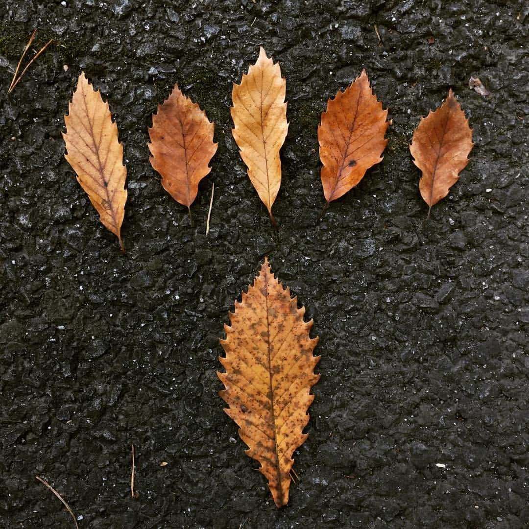 Kaneyasuのインスタグラム：「この葉っぱめっちゃカッコイイ  #oak #plants #leaf」