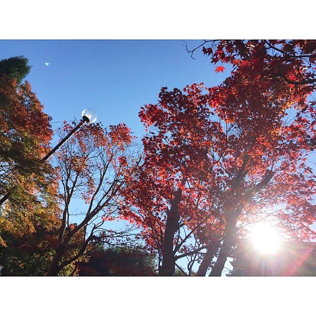 佐藤美希さんのインスタグラム写真 - (佐藤美希Instagram)「🍁 #紅葉 #自然好き #リフレッシュday」11月6日 15時28分 - satomiki0626