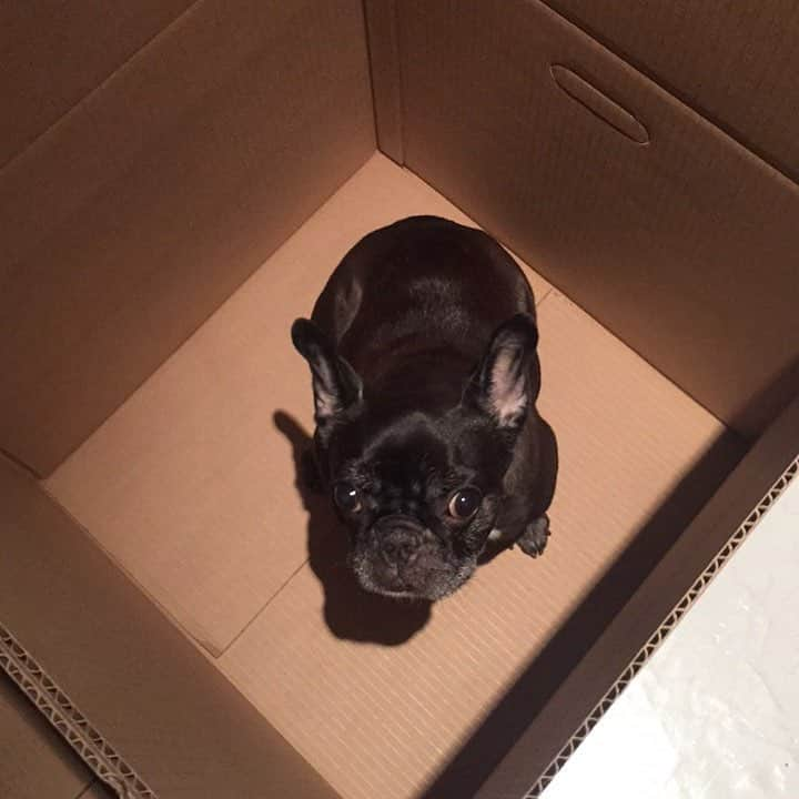 Yokoのインスタグラム：「yoko in a box」