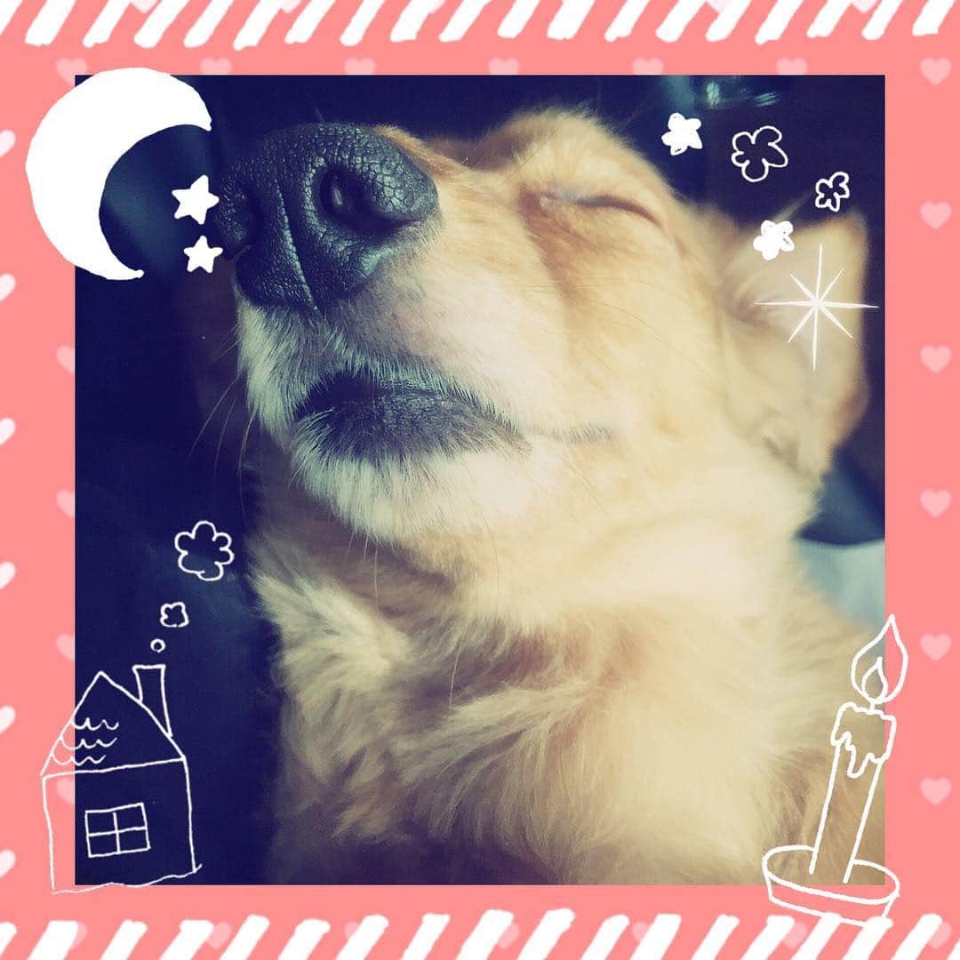 浅川美咲さんのインスタグラム写真 - (浅川美咲Instagram)「Good night🌙😪✨ #Chubbiness #チャビネス #今日のdog #dog #dogstagram  #ナイトくん  #miniaturedachshund  #ダックス #red」11月7日 0時56分 - chu_misaki