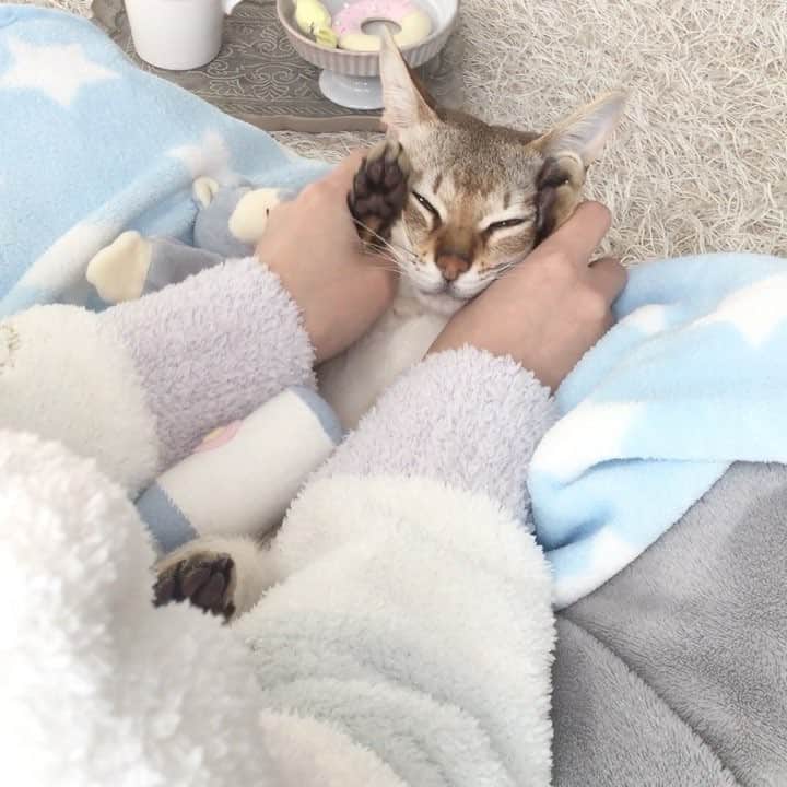 モルト♡Malt(Singapuracat)のインスタグラム：「(昨日のモルちゃんと親バカな私🙊🎥笑) 友達が、モルちゃんを預かって二人きりでお留守番することになって、赤ちゃん抱っこで寝付かせる夢をみたんだって👱🏻‍♀️💭🌙 夢にまで出るなんてすごいねモルちゃん💙笑 * #シンガプーラ #猫 #ねこ#ネコ #ねこ部 #ねこら部 #ふわもこ部 #ペコねこ部 #ピクネコ #みんねこ #にゃんすたぐらむ #にゃんだふるらいふ #ねこのいる生活 #猫とインテリア #猫動画 #animalVideo #猫マッサージ #甘えん坊 #かわいい #親バカ #猫バカ #猫のおもちゃ #ハンドメイド #ぬいぐるみ #MUKU #ginzamuku #pecotv * #エクラにゃんスタ大賞 モルト/シンガプーラ/雄/2歳」