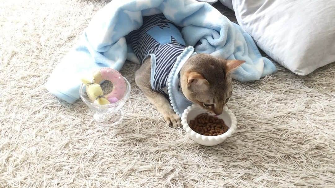 モルト♡Malt(Singapuracat)のインスタグラム：「😋🍽 → 😴💭 食べたらすぐ寝るタイプ * お行儀悪い…しつけの問題。ママが悪いよね🙋🏻笑 * #シンガプーラ #猫 #ねこ#ネコ #ねこ部 #ねこら部 #ふわもこ部 #ペコねこ部 #ピクネコ #みんねこ #にゃんすたぐらむ #にゃんだふるらいふ #ねこのいる生活 #猫とインテリア #猫の服 #猫のおもちゃ #ハンドメイド #プレゼント #寝ながら食べ #しつけ #教育 #親バカ #猫バカ #pecotv #pecoabema_ごはんタイム 名前：モルト * #エクラにゃんスタ大賞 モルト/シンガプーラ/雄/2歳」