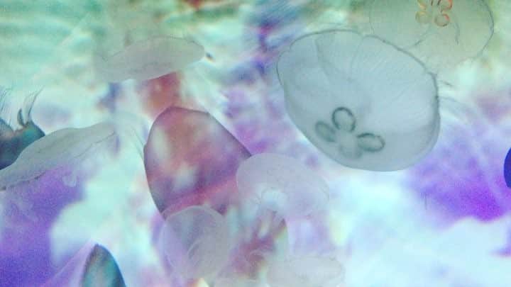 のインスタグラム：「おやすみ前に癒しを☺︎☻໊*೨⋆* 生き物って凄いね。 明日も頑張ろ。  #goodnight 💫 #aquarium#beautiful#moves#jellyfish#goodtime#receptionparty#japan#すみだ水族館#くらげ#蜷川実花クラゲ」
