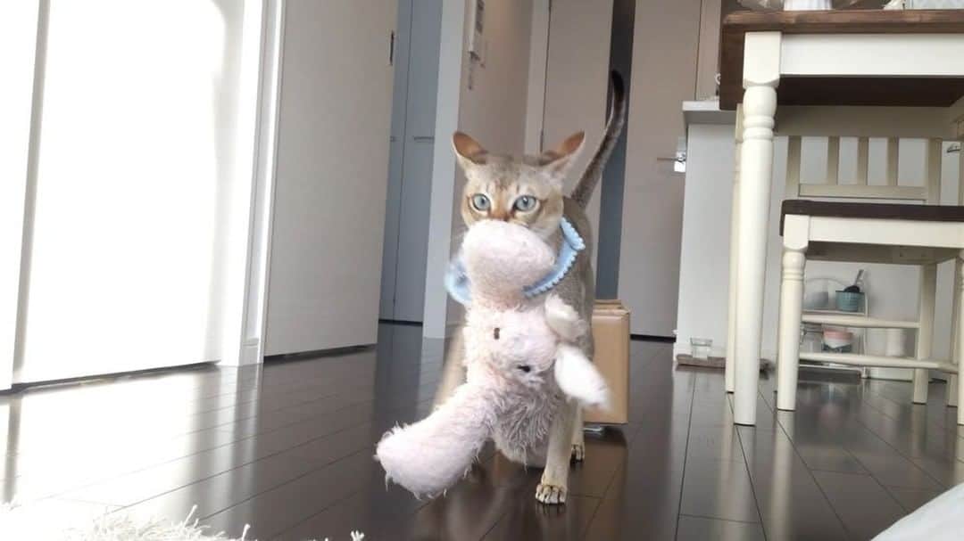 モルト♡Malt(Singapuracat)のインスタグラム：「Play train 🎶🐈🚃..❷ * てちてち電車別角度バージョン。 ラグに引っかかる📦 * * モルちゃんは風邪ひいてにゃいよ😺✨ 間違えて買った子供サイズのマスクをモルちゃんにあててみただけなの🙊心配かけてしまった方ごめんなさい🙏🏻 #シンガプーラ #猫 #ねこ#ネコ #ねこ部 #ねこら部 #ふわもこ部 #ペコねこ部 #ピクネコ #みんねこ #にゃんすたぐらむ #にゃんだふるらいふ #ねこのいる生活 #猫とインテリア #てちてち #運び屋猫 #ぬいぐるみ #電車ごっこ #funnycat #catvideo #pecotv #pecoabema_へんてこ運動 #pecoabema_うちのコの謎 名前：モルト * #エクラにゃんスタ大賞 モルト/シンガプーラ/雄/2歳」