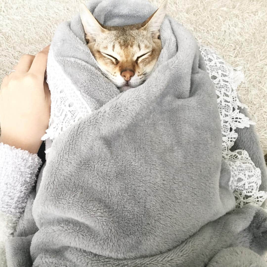 モルト♡Malt(Singapuracat)のインスタグラム：「⛄️It's very cold today💭❄️ 朝ブラッシングしてたら、モルちゃん寒いのか？少しプルプルしてて…お包みさん⛄️💕この満足げな顔よ☝🏻笑 * #シンガプーラ #猫 #ねこ#ネコ #ねこ部 #ねこら部 #ふわもこ部 #ペコねこ部 #ピクネコ #みんねこ #にゃんすたぐらむ #にゃんだふるらいふ #ねこのいる生活 #猫とインテリア #お包み #赤ちゃん #親バカ #抱っこ好き #甘えん坊 #ブランケット #francfranc #ペットスナップ #necoto. * #エクラにゃんスタ大賞 モルト/シンガプーラ/雄/2歳 抱っこ大好きな甘えん坊👦🏼💙」