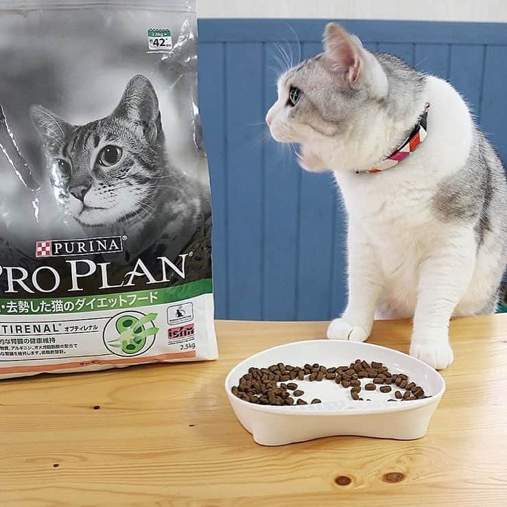 Purina Pro Plan Japanのインスタグラム