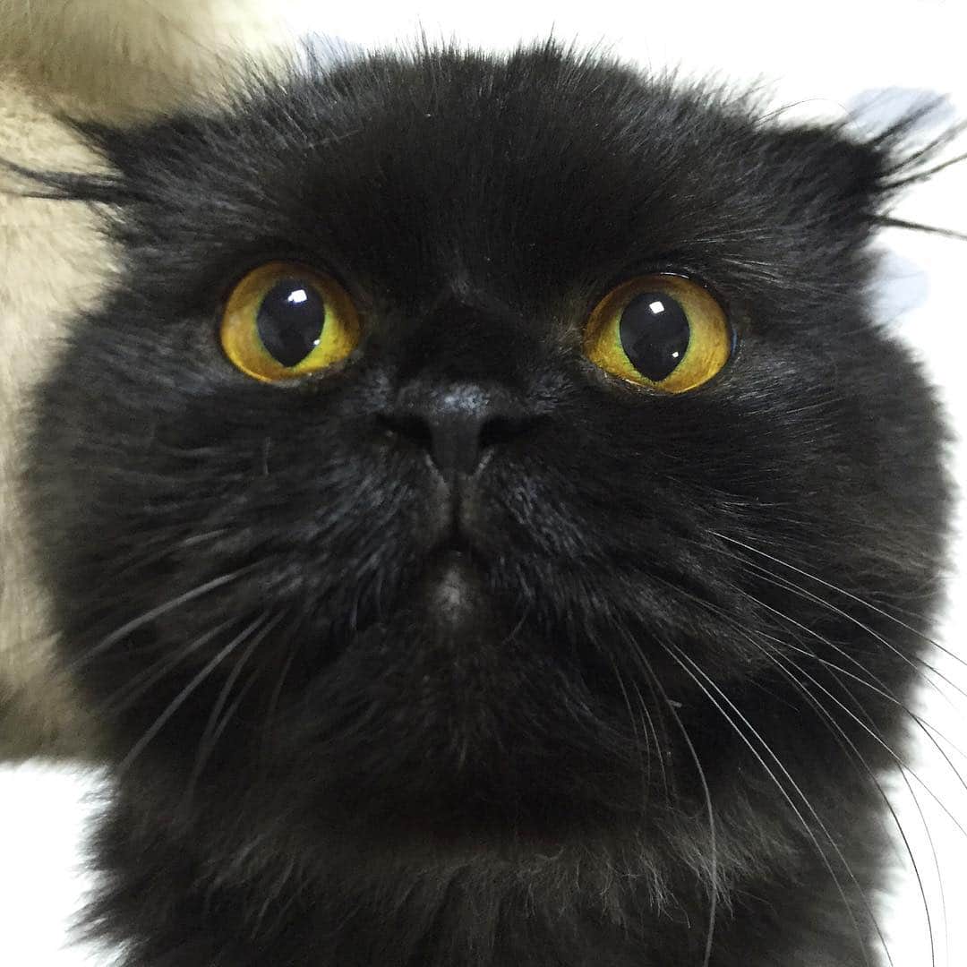 ギモさんのインスタグラム写真 - (ギモInstagram)「꽉찬긤이ㅎㅎ🌑 귀털보소ㅎㅎㅎ #cat #gimo #동그랗긤 #귀털미남 ...
