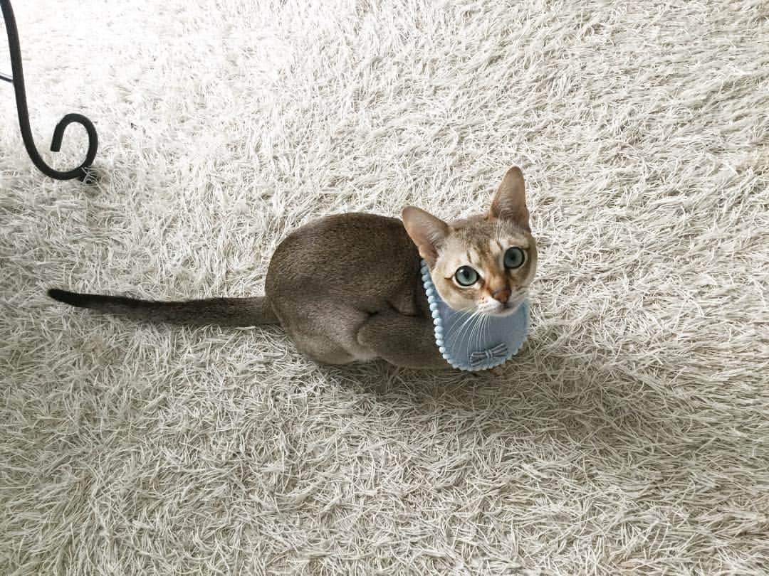 モルト♡Malt(Singapuracat)のインスタグラム：「Mornig!🐈🌿 風が強くて寒い朝❄️ * #シンガプーラ #猫 #ねこ#ネコ #ねこ部 #ねこら部 #ふわもこ部 #ペコねこ部 #ピクネコ #みんねこ #にゃんすたぐらむ #にゃんだふるらいふ #ねこのいる生活 #猫とインテリア #ビブ#ハンドメイド #ハンドメイド#ペットスナップ #necoto. * #エクラにゃんスタ大賞 モルト/シンガプーラ/雄/2歳」