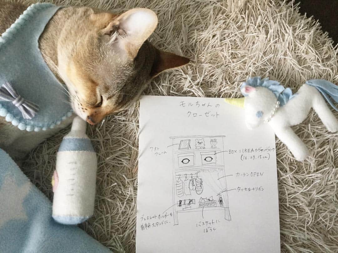 モルト♡Malt(Singapuracat)のインスタグラム：「家具作るの得意な人いますか😹 #モルちゃんのクローゼット が作りたくて毎晩想像しながら眠りにつく、ペンキ塗りしかした事ない私🎨🖌 素人には無理なデザイン？ 作り方を検索しても100均スノコの簡易的な物しか出てこない🙀 * #シンガプーラ #猫 #ねこ#ネコ #ねこ部 #ねこら部 #ふわもこ部 #ペコねこ部 #ピクネコ #みんねこ #にゃんすたぐらむ #にゃんだふるらいふ #ねこのいる生活 #猫とインテリア #猫の服 #猫用クローゼット #犬用クローゼット #猫の部屋 #猫の服 #ハンドメイド #DIY #catcloset #design #クローゼット #ペットスナップ #necoto. * #エクラにゃんスタ大賞 モルト/シンガプーラ/雄/2歳」