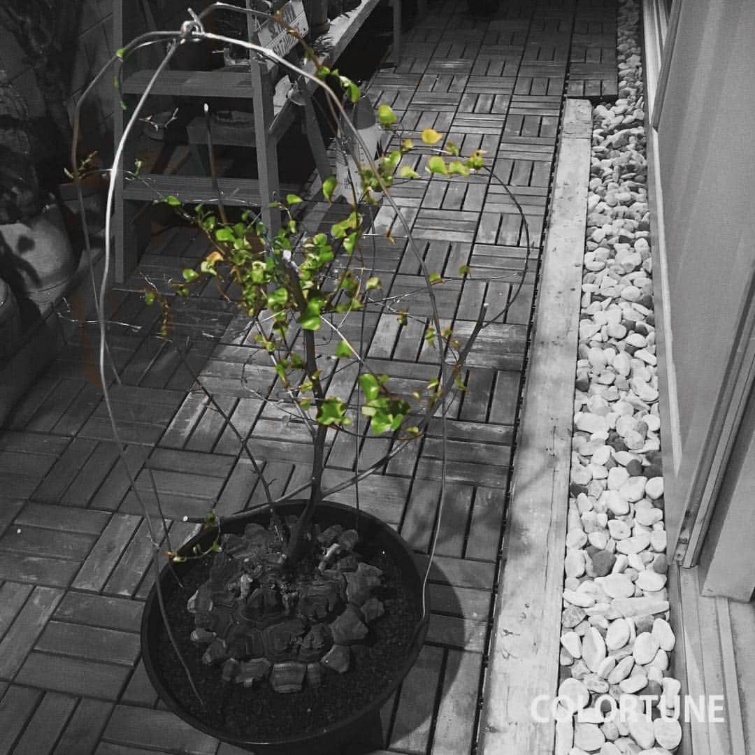 佐田正樹さんのインスタグラム写真 - (佐田正樹Instagram)「ブラック亀甲竜。 グングン芽が伸びてきたので、 巻きつけ用に針金。 #ブラック #亀甲竜 #寒いのへっちゃら #大きくなぁれ」11月9日 21時41分 - satakisama