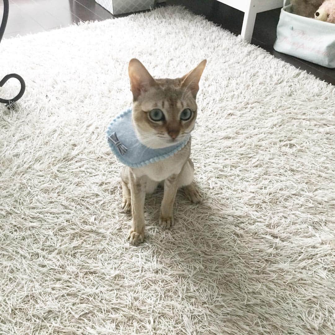 モルト♡Malt(Singapuracat)のインスタグラム：「Mornig🕊❄️ ぺたんと座って、ホットカーペットになるべく触れたい子。 * #シンガプーラ #猫 #ねこ#ネコ #ねこ部 #ねこら部 #ふわもこ部 #ペコねこ部 #ピクネコ #みんねこ #にゃんすたぐらむ #にゃんだふるらいふ #ねこのいる生活 #猫とインテリア #猫の服 #ハンドメイド #ビブ #ベビー #かわいい#ペットスナップ #necoto. #eclatcat * #エクラにゃんスタ大賞 モルト/シンガプーラ/雄/2歳」