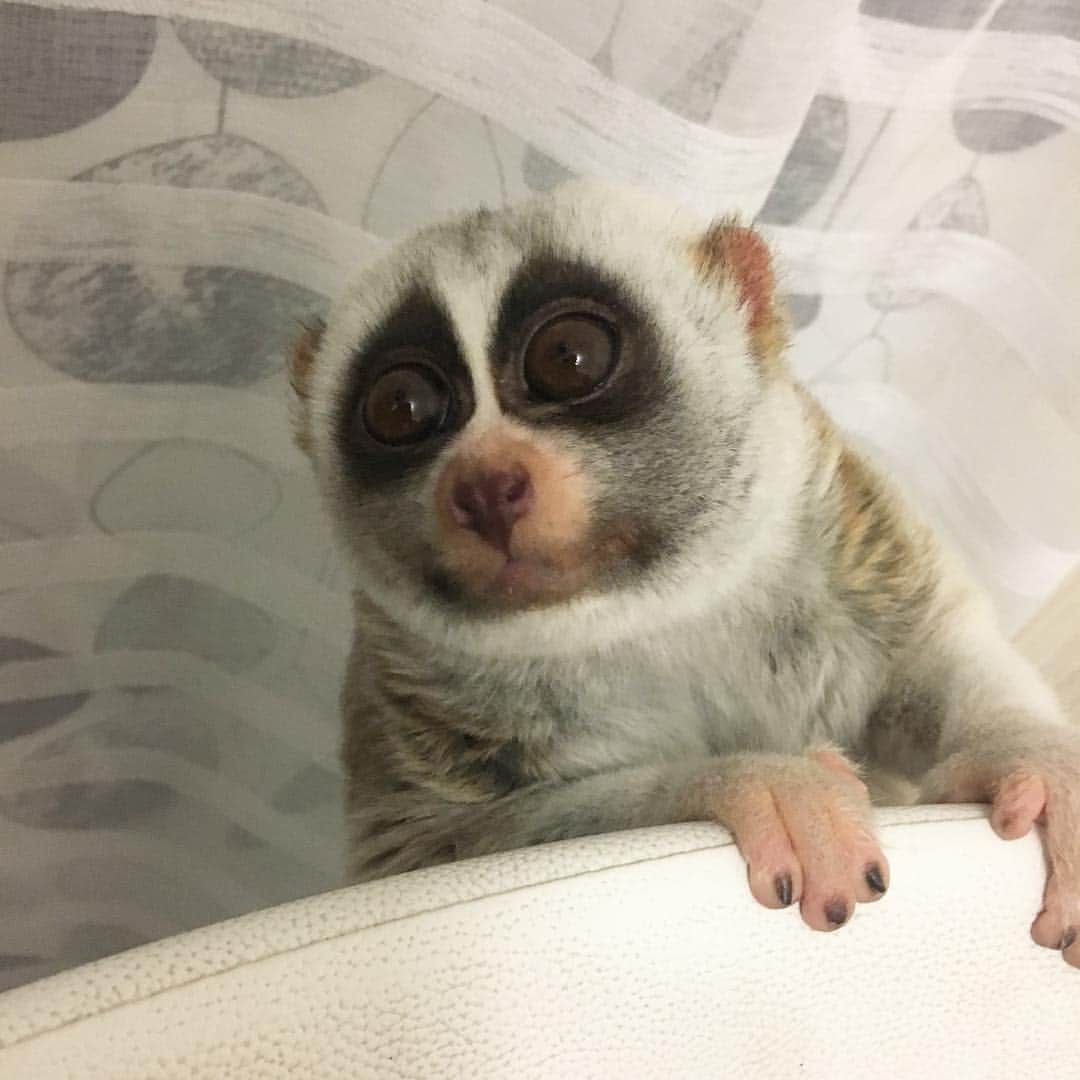 Saraさんのインスタグラム写真 - (SaraInstagram)「Кто это тут такой сладкий?;)」11月10日 3時26分 - sara_lemur