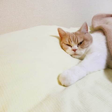 小雪さんのインスタグラム写真 - (小雪Instagram)「Winter. Bed is Koyuki's favorite place」11月10日 4時25分 - marugaodesuyo