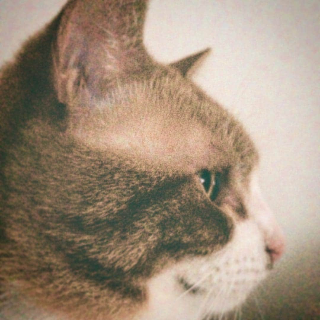 矢崎広のインスタグラム：「大阪から帰京以来、基本的に冷たいのに寝る時は俺の首元をガッチリと抑えて寝るツンデレ激しめの義経様の横顔😾」