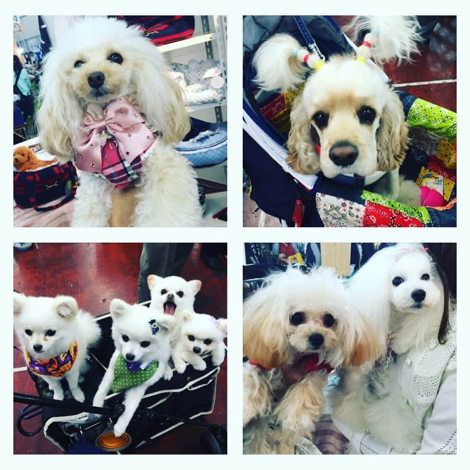 愛内里菜のインスタグラム：「広島ペット博 Part4 可愛いみんなに会えてありがと😘💓 まだ続きがあった〜！ #広島イベント #ボンボンコピーヌ #ペット癒し #ペットイベント」