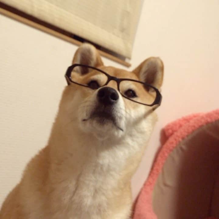 マロたんのインスタグラム：「I don't need it.  メガネいらんねん！ #shiba #shibainu #weeklyfluff #ilovemydog #ふわもこ部」