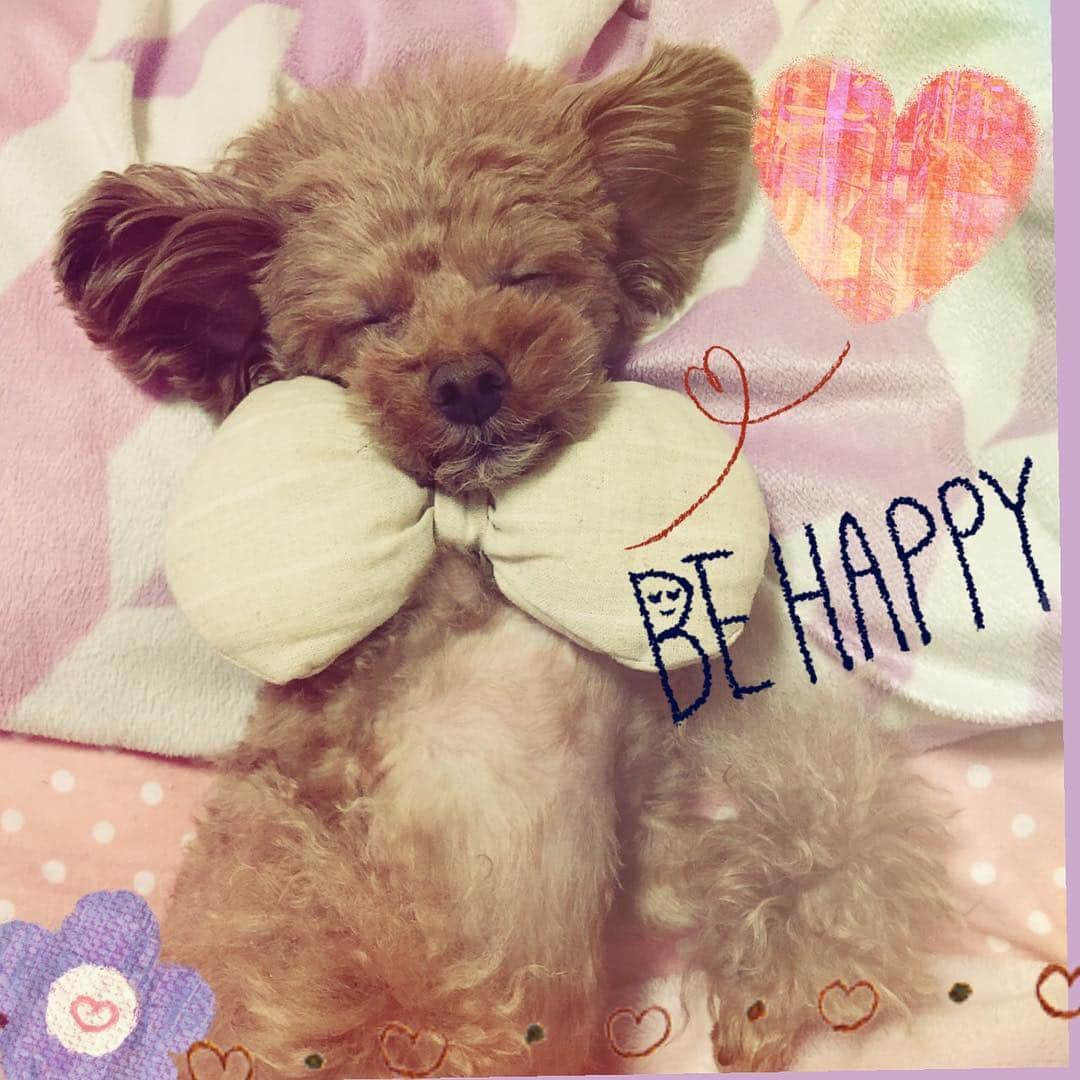 浅川美咲さんのインスタグラム写真 - (浅川美咲Instagram)「goodnight🌙✨ #Chubbiness #チャビネス #dog #今日のDog #poudre #cute #愛犬 #dogstagram  #sleeping」11月13日 23時53分 - chu_misaki
