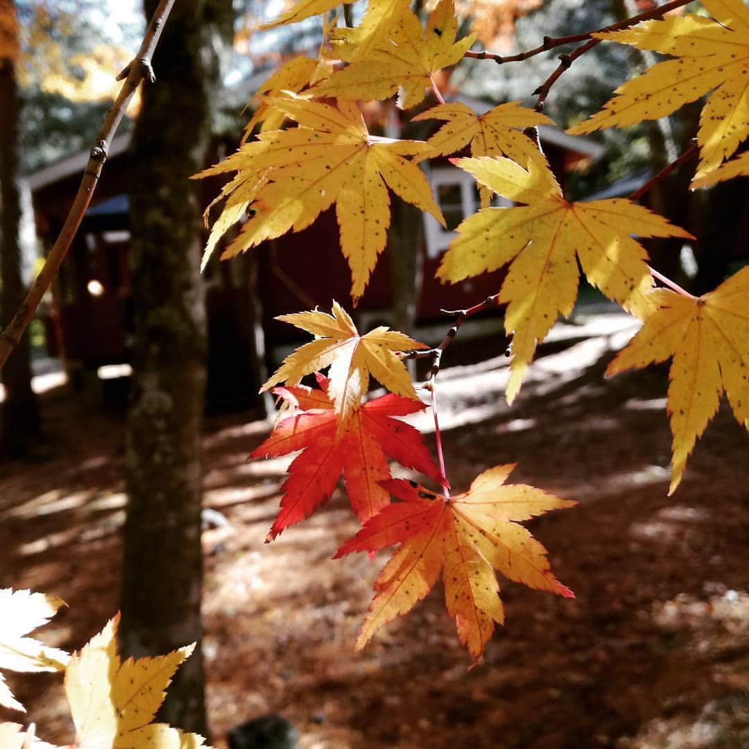 石川翔子のインスタグラム：「そろそろ見頃かな～🍁#紅葉 #キャンプ」