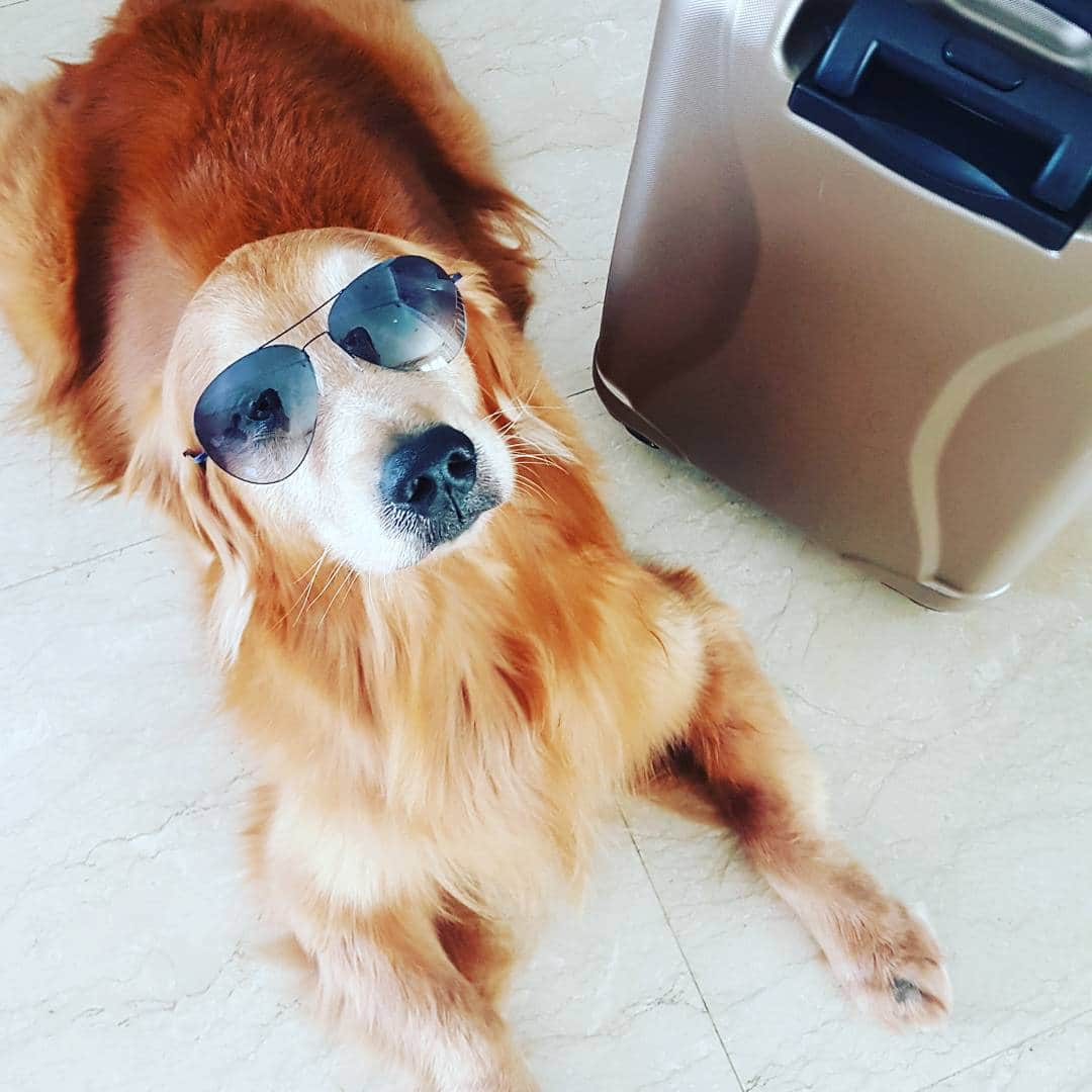 cosmothedogのインスタグラム：「I'm ready, let's go! ✈」