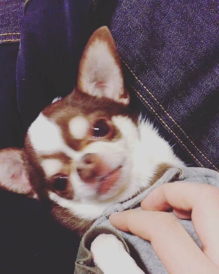 Tommyのインスタグラム：「はちみつ王子〜〜💕 可愛い可愛い（´-`）💕 いつまでたっても甘えん坊💕  #selca #dog #dogstagram #doglovers #doglove #instagood #instadaily #instalike #chichuahua #개 #애완동물」