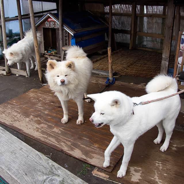 わさおさんのインスタグラム写真 - (わさおInstagram)「#busakawa #longhair #longcoat #akitainu #dog #wasao's family today. / 冬あさし 隣は何を する犬ぞ by #わさお」12月10日 21時34分 - wasao_official