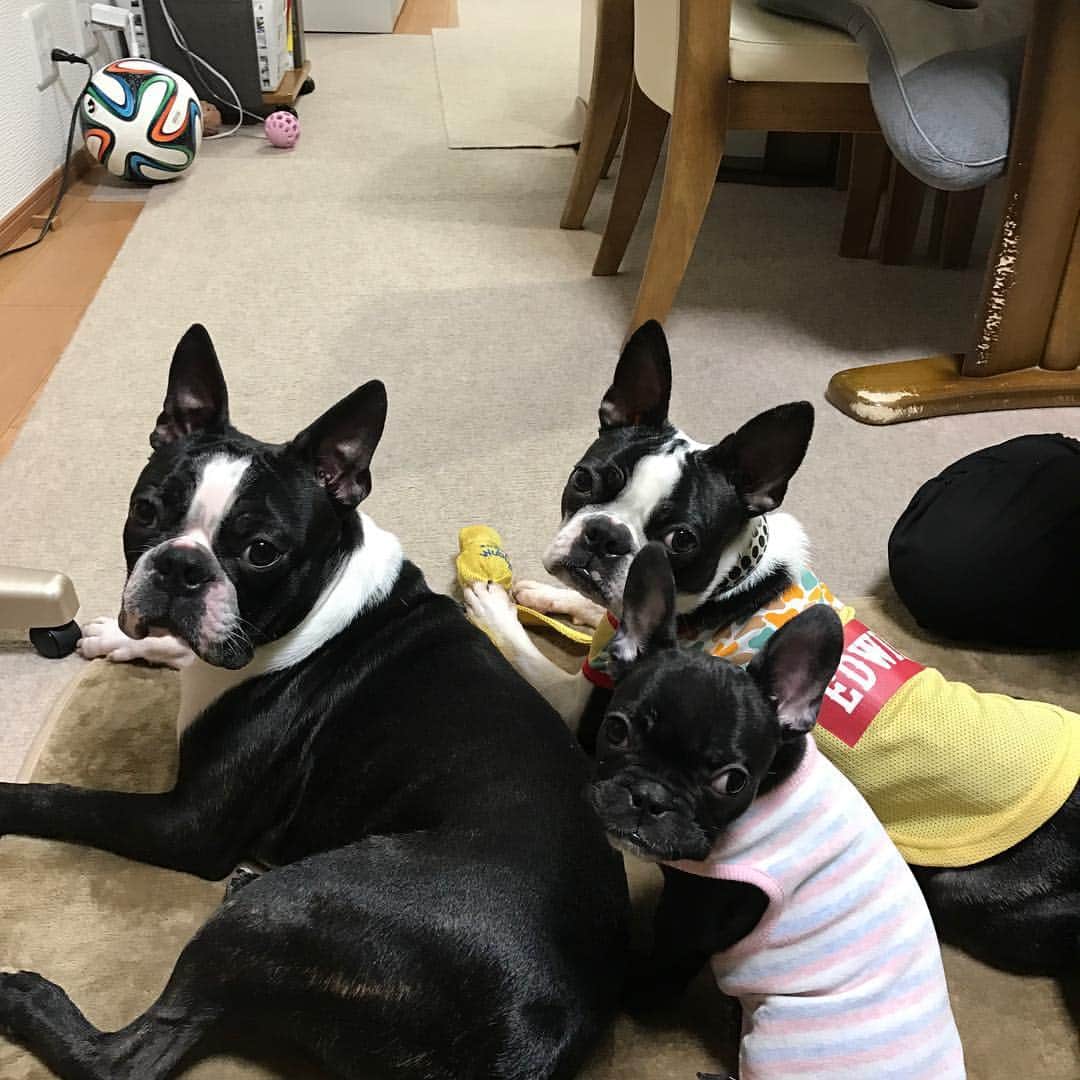 星原健太さんのインスタグラム写真 星原健太instagram Frenchbulldog Bostonterrier フレンチブルドッグ ボストンテリア ゴン太 アル ゆず ただいま 実家 12月11日 13時37分 Kentahoshihara