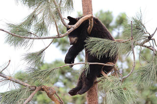 BabyAnimalさんのインスタグラム写真 - (BabyAnimalInstagram)「#くま #bear #baby #animals #instalike#動物 #cuteanimal #可愛い #動物好き #動物好きな人と繋がりたい #instaanimal #animallovers #babyanimalstagram #follow #instagood #followme #l4l #instapic #instaphoto #like #photo #nice」12月11日 17時22分 - baby_animalstagram