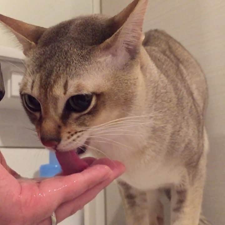 モルト♡Malt(Singapuracat)のインスタグラム：「😿🔊💕 モルちゃんのせつにゃい声😭💓 * 手洗いの後すぐにパパの手からお湯を飲む、甘やかされ坊っちゃん👦🏼💙笑 * * * 玄関でパパが映らないように床にカメラ向けて撮ったら、床にゴミ落ちてた…🙄👐🏻笑」