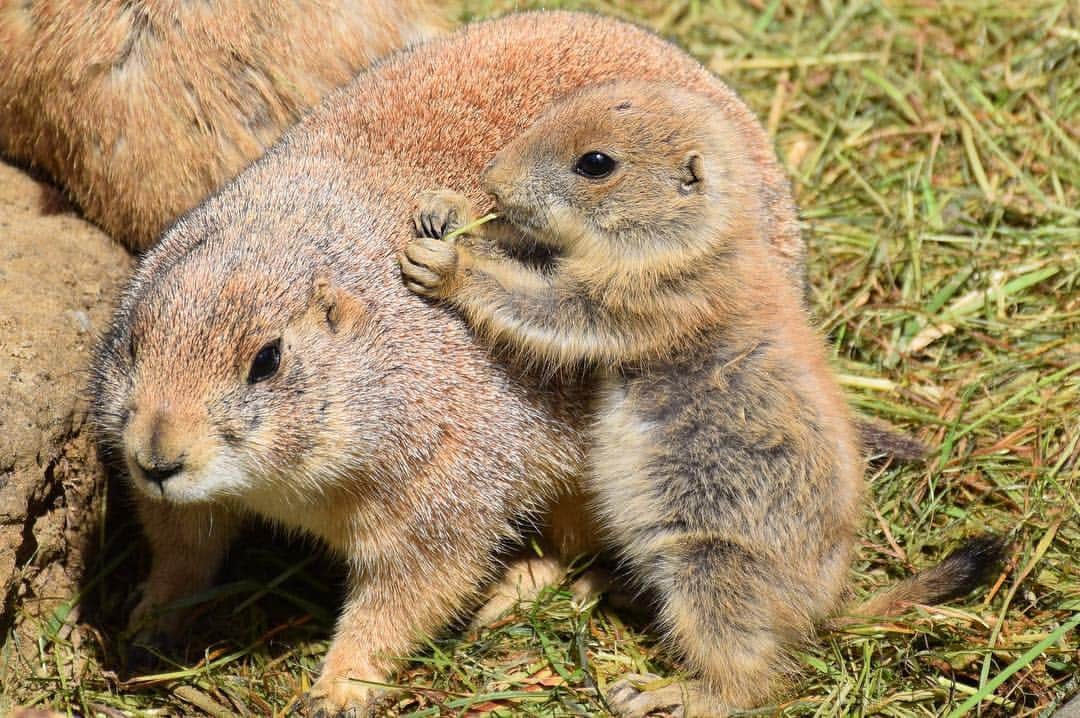 BabyAnimalのインスタグラム：「#baby #animals #instalike#動物 #cuteanimal #可愛い #動物好き #動物好きな人と繋がりたい #instaanimal #animallovers #babyanimalstagram #follow #instagood #followme #l4l #instapic #instaphoto #like #photo #nice」
