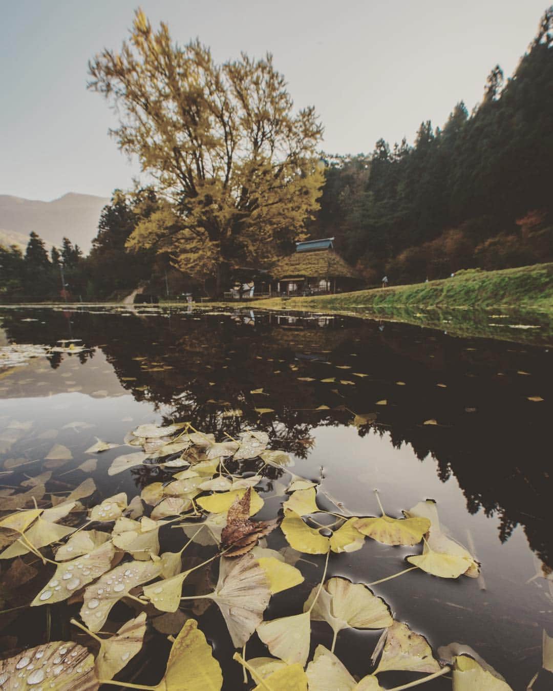 オムのインスタグラム：「* * The yellow of the Ginkgo. * * * 寒いのは好きなんですが、今日は寒かったな。 そして、そろそろ年末の休みが待ち遠しく感じる季節に入ってまいりました。色々出掛けれそうです。 * 何か内容の無い文ですみません。 今年の漢字に「不」「倫」が8位と9位に仲良く入っていましたね。 ※ ※ ※  #saningram #instagramhub #ig_worldclub #instaaaaah #instamood #instagood #igersjp #lovers_nippon 島根県 #nature_brilliance #Nikon_Photography_ #NatureAddict #nikonphoto_ #photowall #special_shots #shotaward #tokyocameraclub #team_shimane #team山陰 #team_jp_ #team_jp_西 #Visual_awareness #webstapick #東京カメラ部 #ic_landscapes #infinity_shotz #inspirationcultmagxAdorama」
